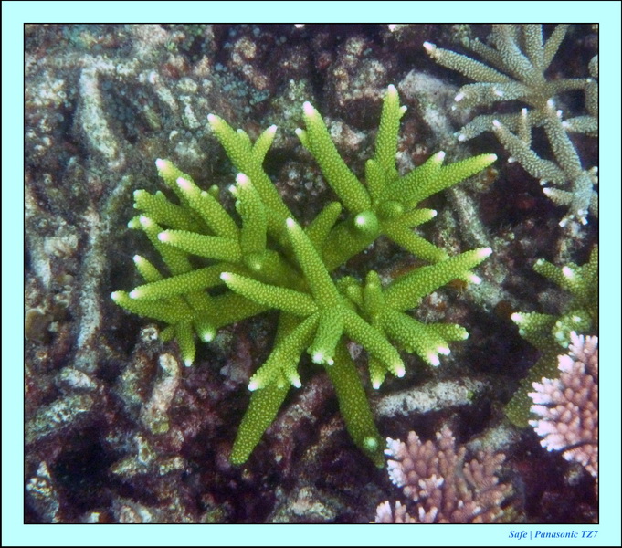 2009   07   Perhentians 030